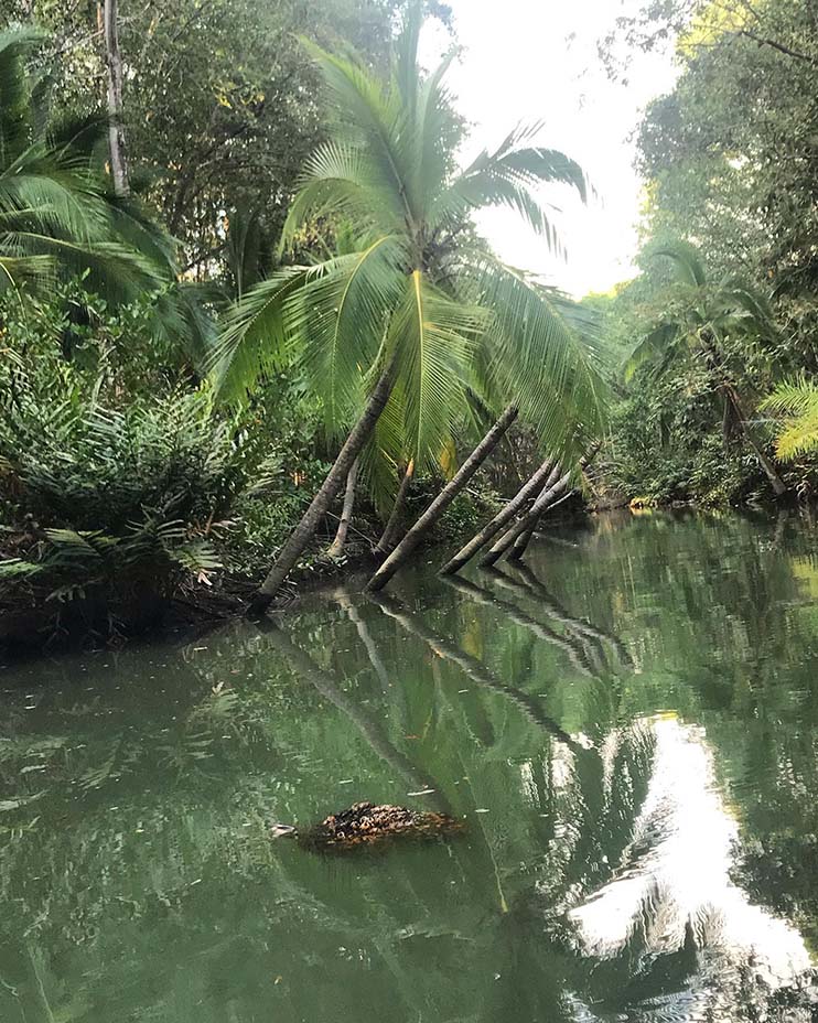 Mangrove nature tour from Jaco Costa Rica