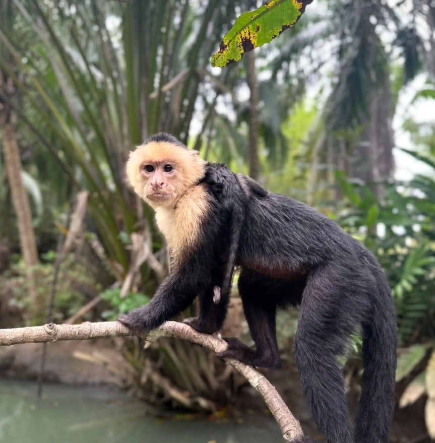 Costa Rica nature and adventure tour near Jaco